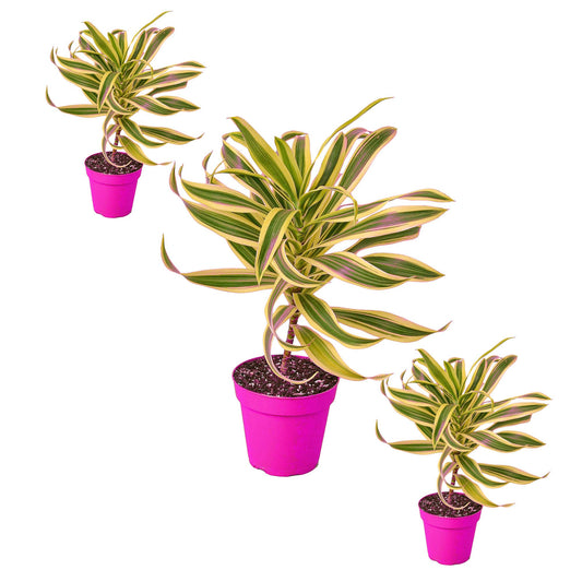 3 Pack Dracaena 'Song of India' in 4in Pot - Live Plants Tropical Houseplants | Variegated | USA Growers | The Snobby Leaf