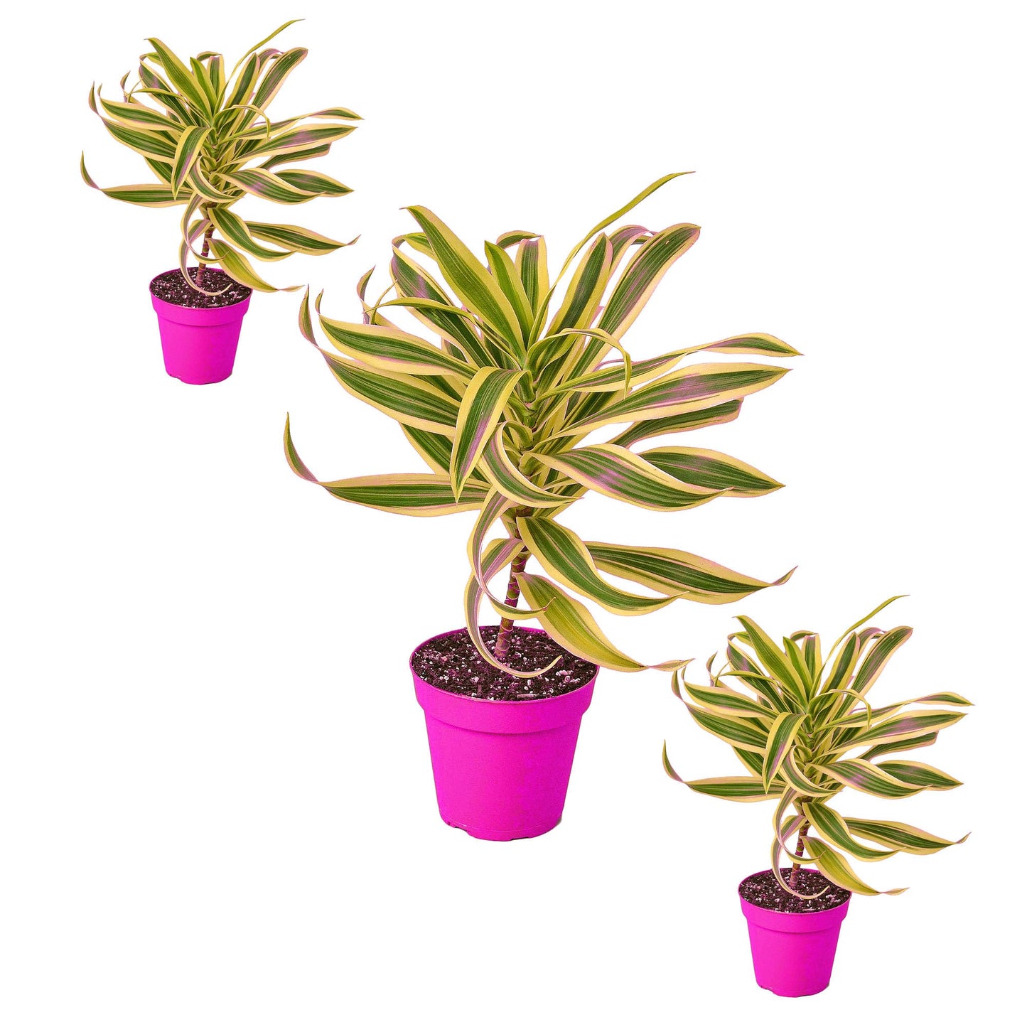 3 Pack Dracaena 'Song of India' in 6in Pot - Live Plants Tropical Houseplants | Variegated | USA Growers | The Snobby Leaf