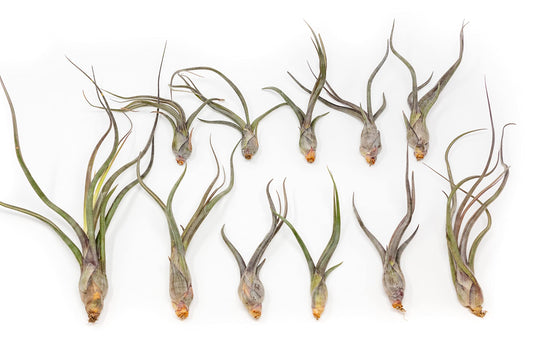 12 Pack Large Air Plant Baileyi 6 to 8 Inches - Available in Wholesale and Bulk - Live Succulent House Plants - Home and Garden Decor - Easy Care Indoor and Outdoor Plants