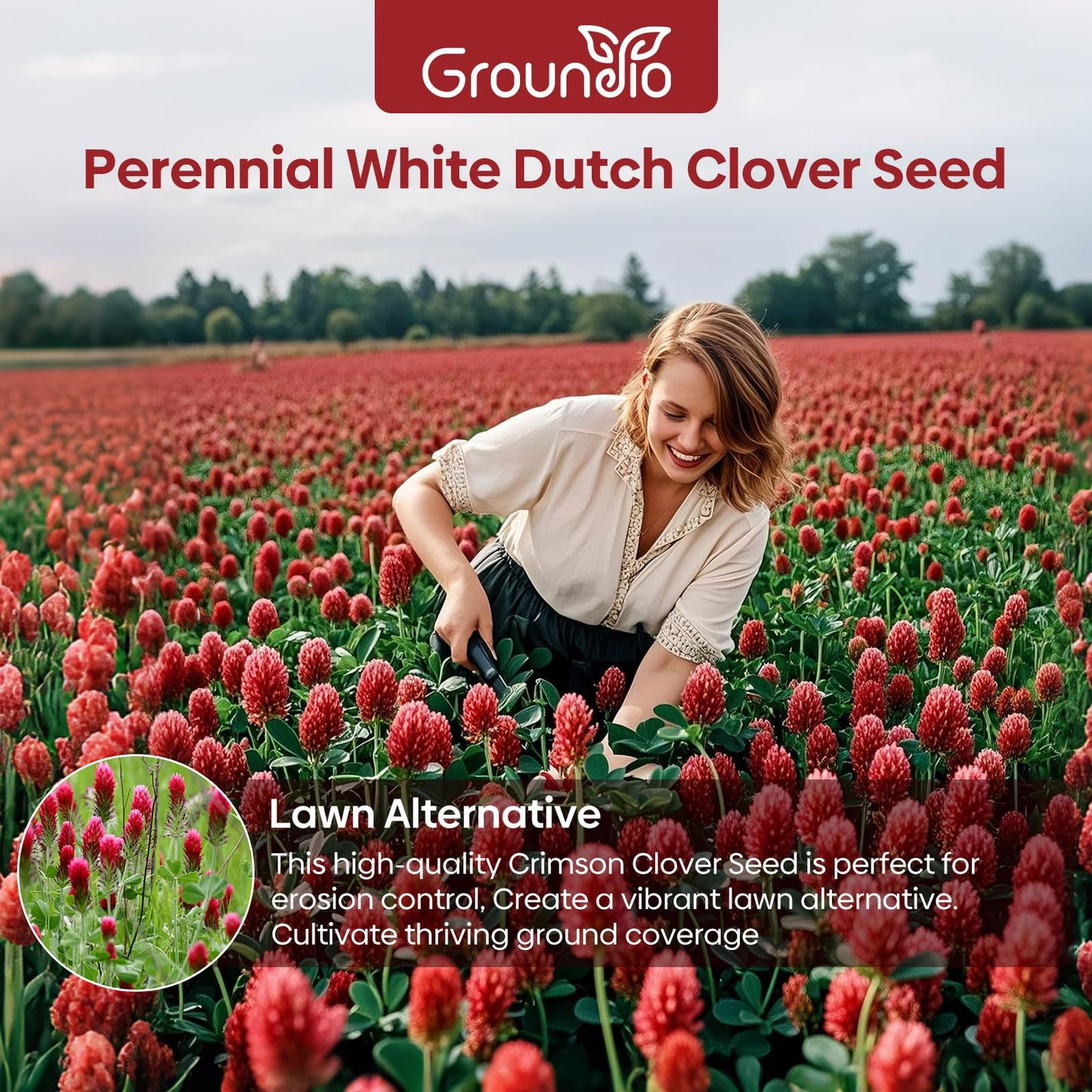 Groundio Crimson Clover Seeds, 5 lbs, Annual Red Clover Seeds for Lawn Alternative, Attracts Pollinators, Nitrocoated and Inoculated(Trifolium incarn)
