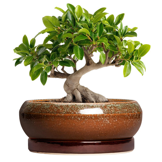 EPFamily Bonsai Pots - 10 Inch Ceramic Succulent Pots with Drainage Hole and Saucer, Bonsai Planter for Indoor Outdoor, Large Shallow Planter Bowl, Office Decor, Gifts for Plant Lovers, Retro Brown
