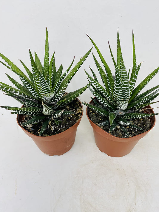 Haworthia Zebra Succulent- Hard to Kill- 2 Pack - 4"Pot