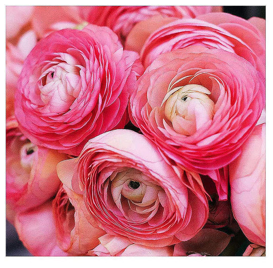 Pink French Ranunculus Corms - 12 Largest Size Corms, Premium Bulbs for Vibrant Blooms, Ideal for Garden Beds, Stunning Peony-Like Flowers