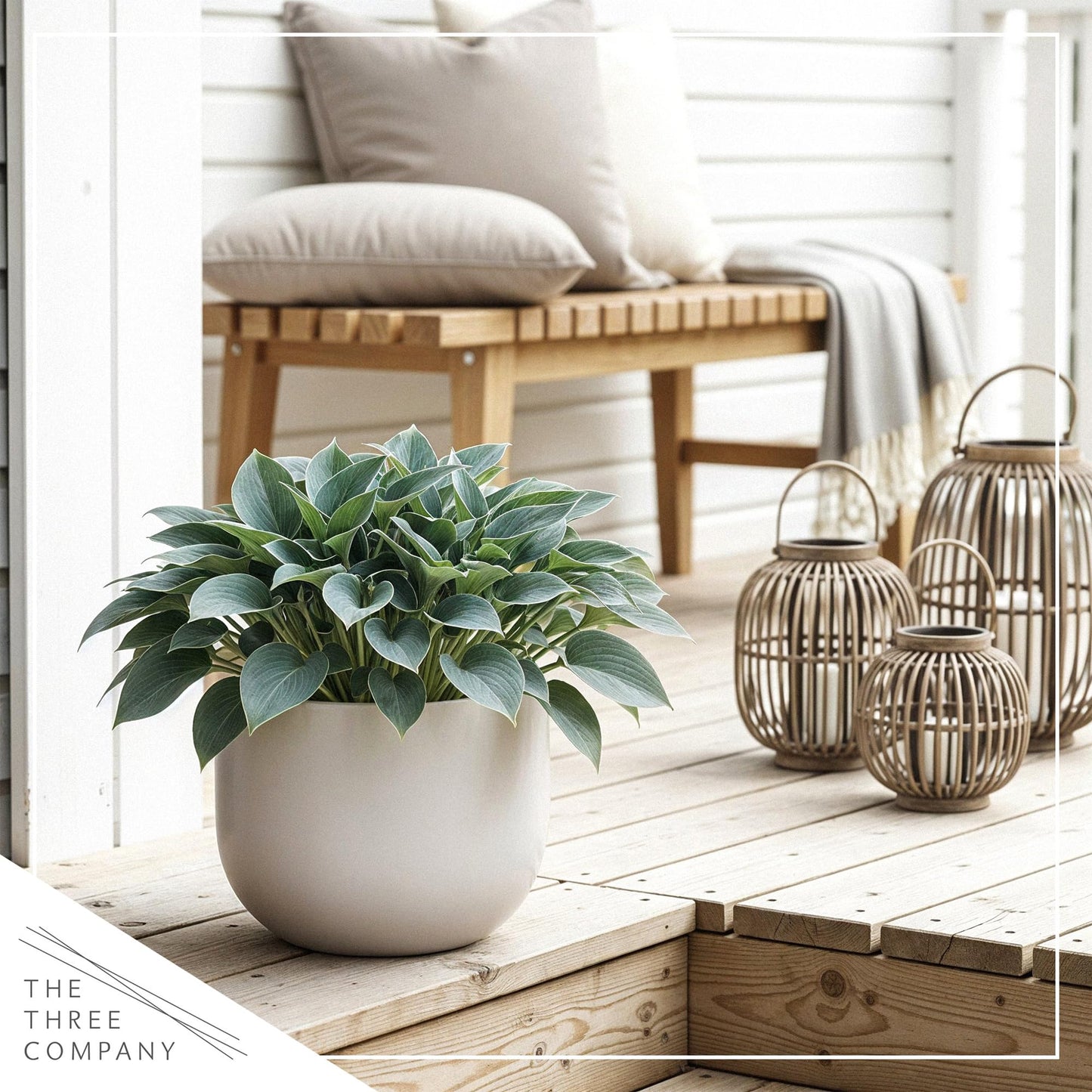 Live Perennial Hosta - Blue Cadet (3 Plants Per Pack) Beautiful Accent Plant, 10" Tall by 4" Wide in 1 Qt Pot
