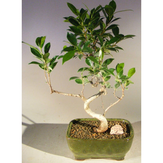 Ficus Retusa Bonsai Tree - Small Curved Trunk Style