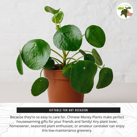 California Tropicals Rare Chinese Money Plant (Pilea Peperomioides) - Live House Plant, 4 Inch Pot for Easy Care, Perfect for Office, Home & Feng Shui Decor, Real Plants for Gardening