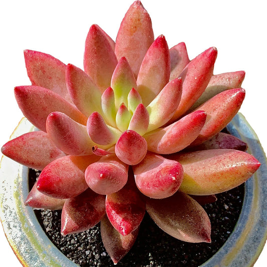 Generic Echeveria Cherry Rare Live Succulent Plants, 1 Head Pot Size 2"" Pink Live Plant, Excludes Pot & Soil, Garden Indoor Office Desk, Wedding Party Baby Shower Decor, Gift for Plant Enthusiasts