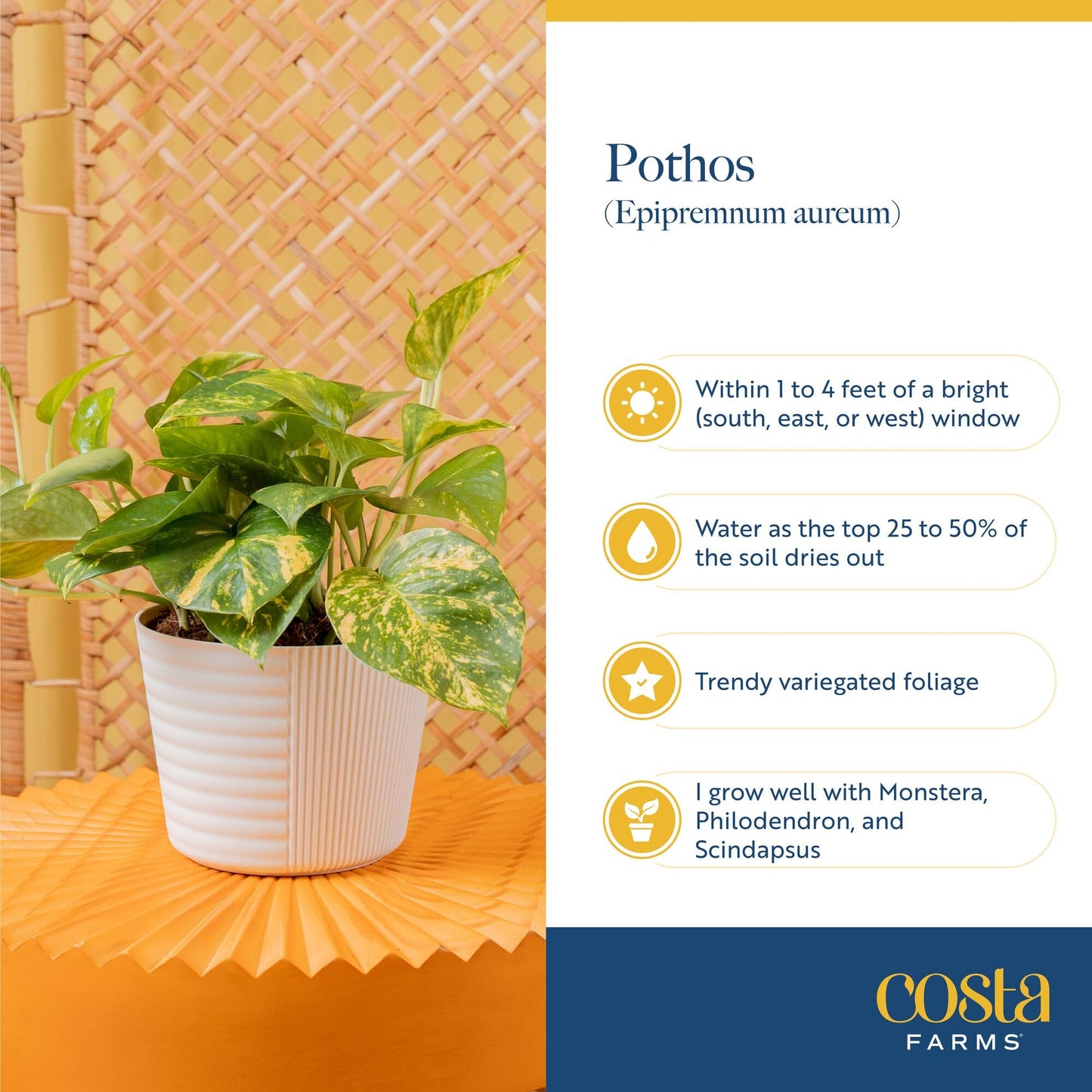 Costa Farms Lemon Top Pothos Live Plant in Self Watering Pot, Indoor Houseplant, Perfect for Home, Room, or Office Decor, Great House Warming or Birthday Gift, 10-12 Inches Tall