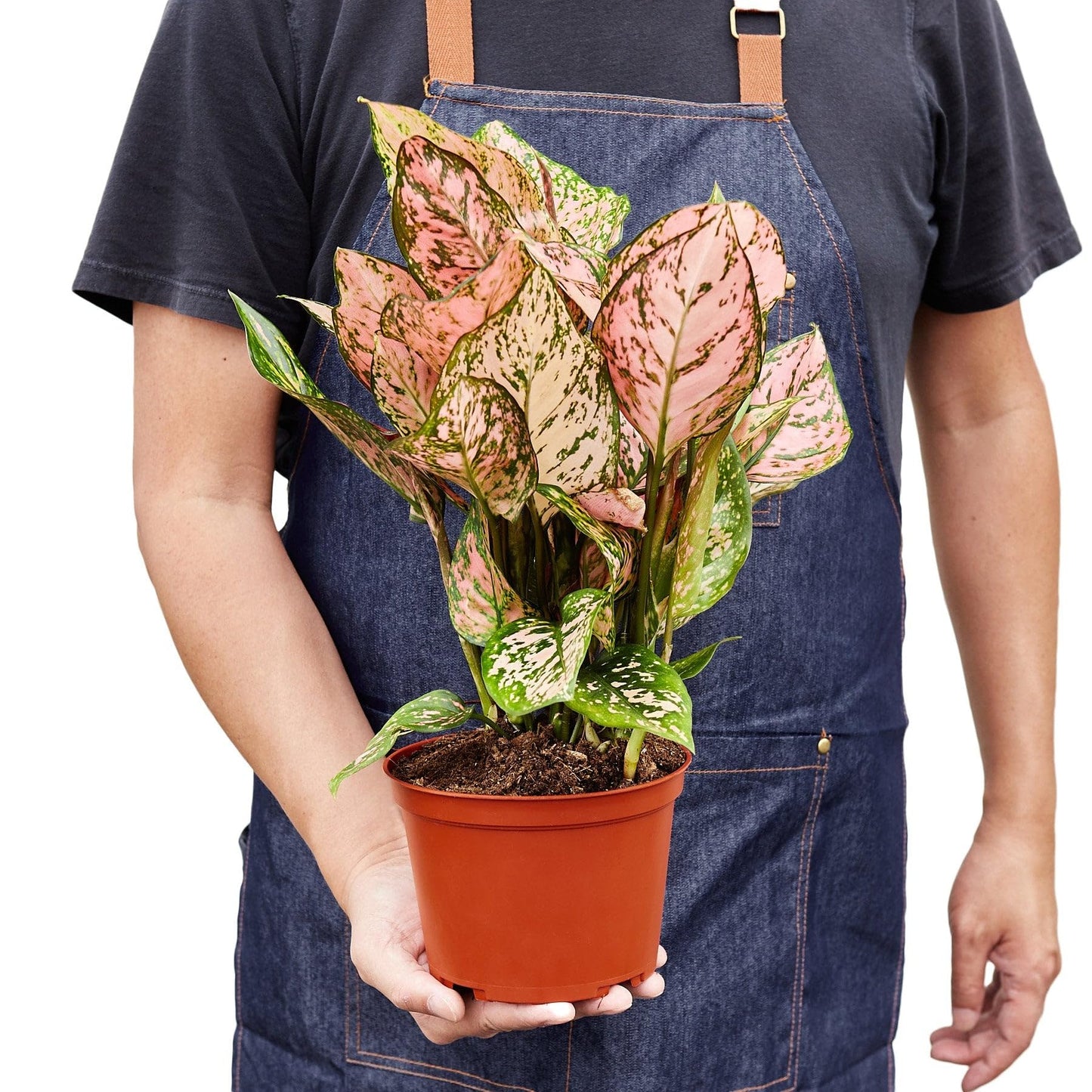 6 Pack Chinese Evergreen 'Lady Valentine' in 6in Pot - Live Plants Tropical Houseplants | Variegated | USA Growers | The Snobby Leaf