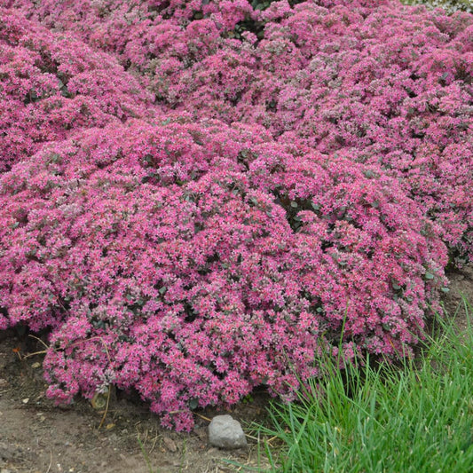 Live Plant from Green Promise Farms - Proven Winners, Sedum Rock 'N Round 'Popstar' Stonecrop, Pink/Purple Flowers - #1 Gallon Size Container