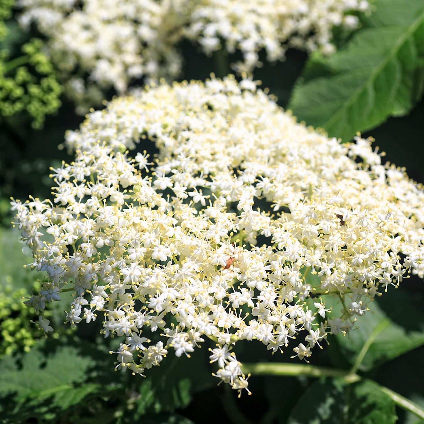 2 American Elderberry Bush, Black Elderberries Plants Live for Planting, 6 to 12 Inch Height, Live Elderberry Tree