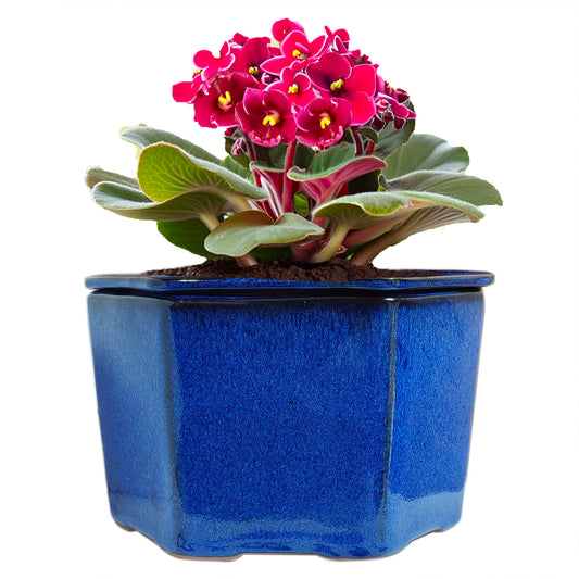 Dphagesy African Violet Pots 6 inch Hexagon Self-Watering Ceramic Violet Pots 4.50'' Opening (Blue)