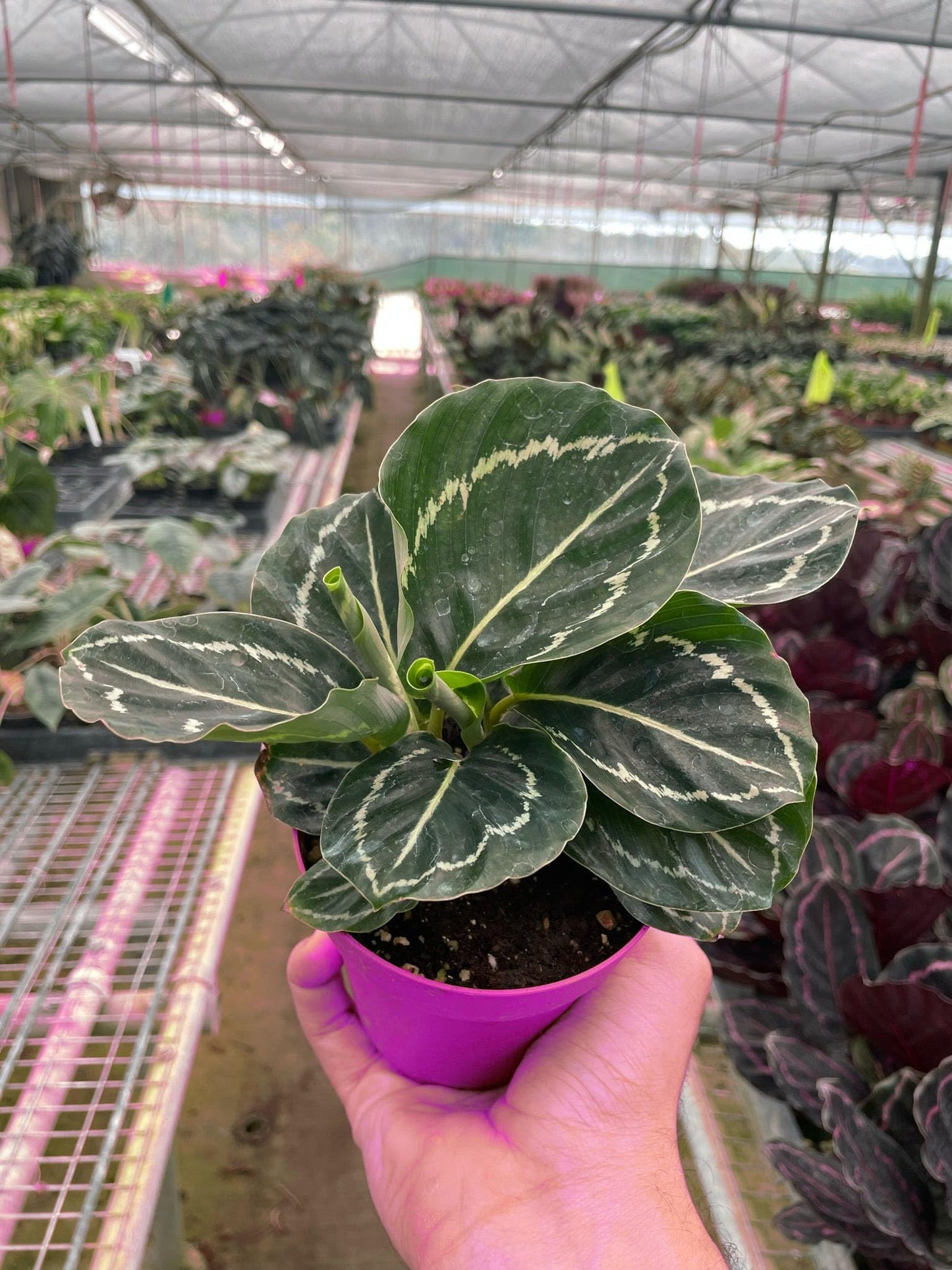 7 Pack Calathea 'Green Goddess' in 4in Pot - Live Tropical Houseplant - Easy to Grow | Air Purifying | Pet Friendly | Variegated | USA Growers | The Snobby Leaf