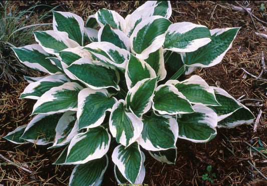 Patriot Variegated Hosta - Live Plant - (1 QT)