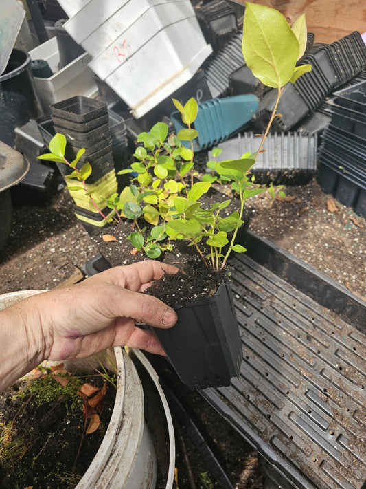4-Pack Salal Berry Bush Plants, 2 Year Old, 4-inch Pots.