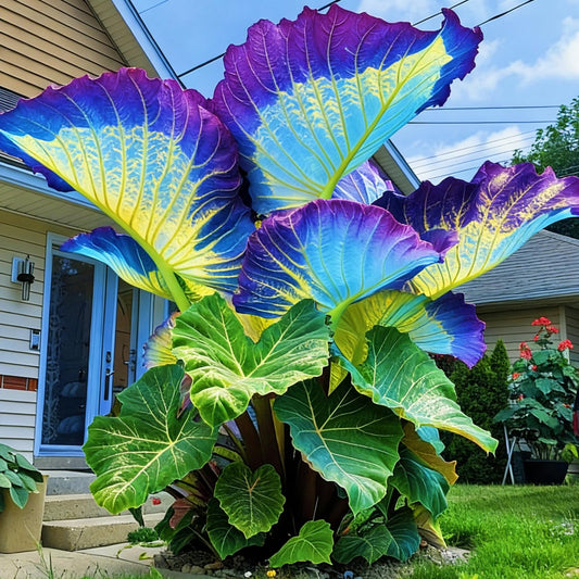 FEWSDVBX Giant Tropical Elephant Ear for Planting - Mix Color/Easy Growing Ornamental Foliage/Perfect for Outdoor Gardens (6)