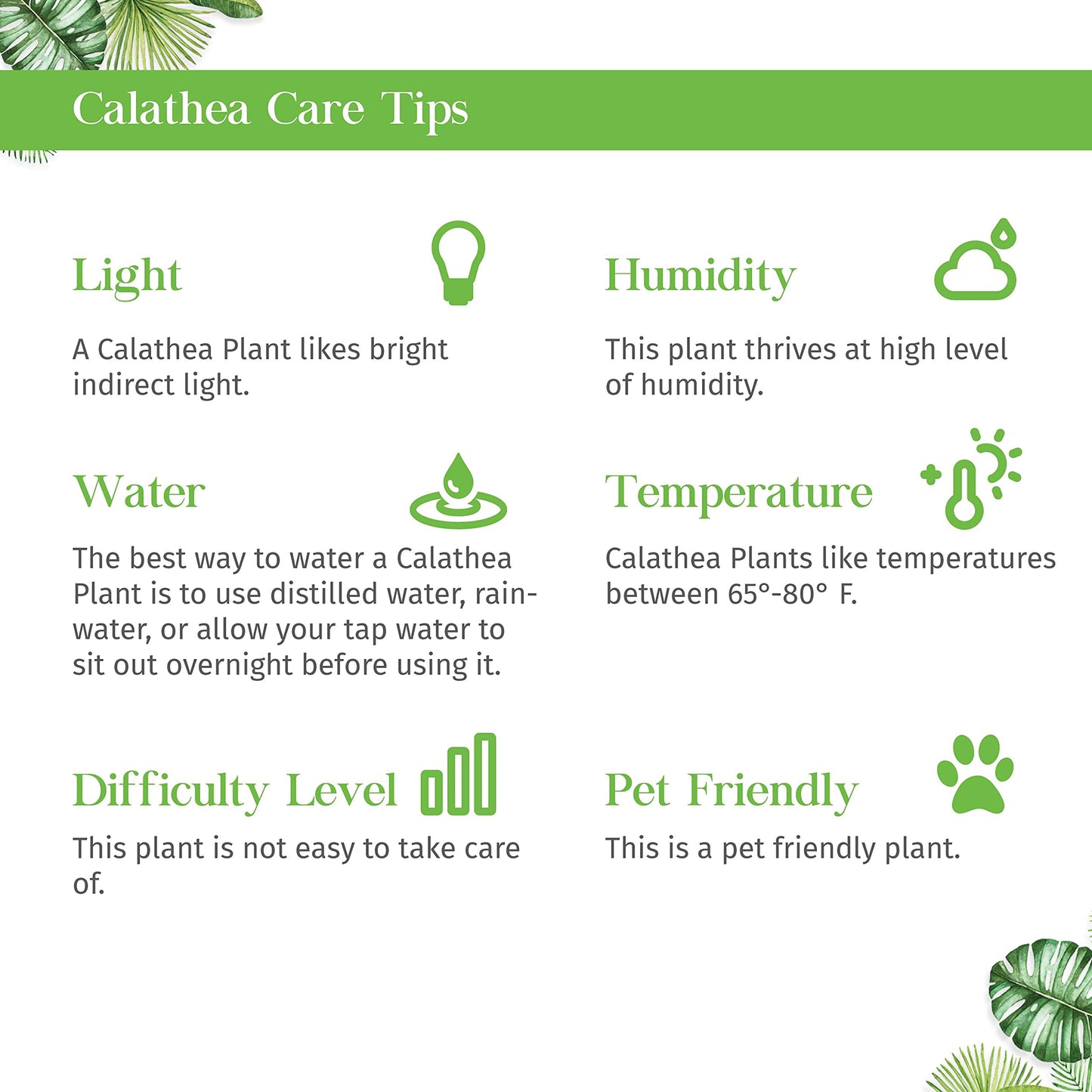 Calathea Purple Rose Live Plant for Indoor | Different Houseplants in 4'' & 6'' Pot | Real House Plant for Living Room, Office, Desk & Bathroom | Geoppertia Roseopicta