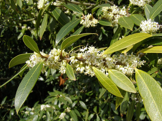 Live Plant - Fudingzhu Fragrant Tea Olive (Osmanthus) - Live Plant - (1 Qt)