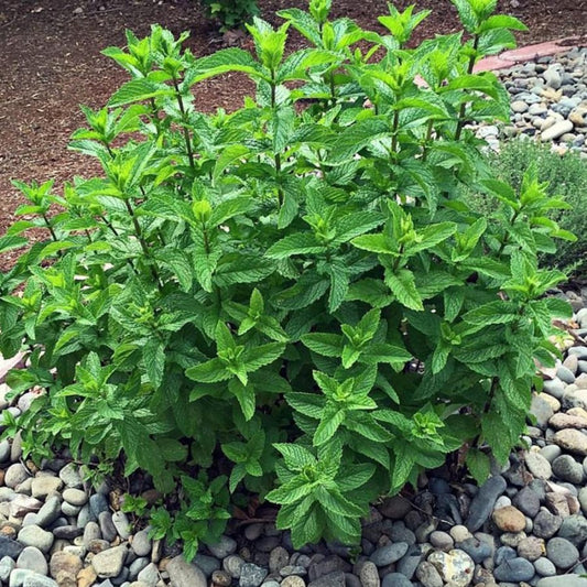 6 Spearmint Mint Live Herb Plants, 3–6 Inches Tall, Fragrant Mint Plants for Indoor Outdoor Garden, Patio, and Culinary Growing
