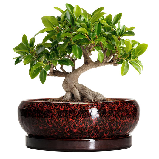 EPFamily Bonsai Tree Pots - 10 Inch Ceramic Succulent Planters for Indoor Outdoor, Bonsai Pots with Drainage Hole and Saucer, Shallow Round Planter, Planter Bowl, Patio Decor, Gifts for Women, Red