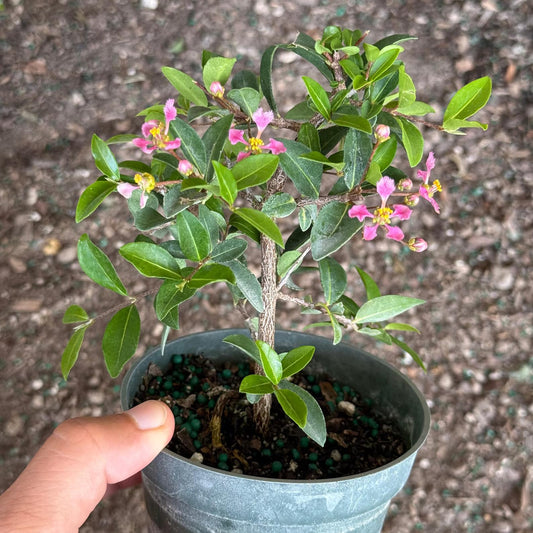 Barbados Cherry Bonsai Tree Live Plant | Malpighia Glabra | Indoor Bonsai Plants Outdoor Garden Gifts | Cherry Tree Houseplants | Starter (Heat Pack Included)