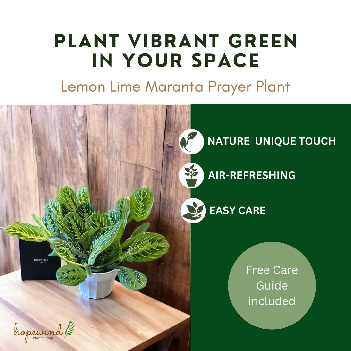 Live Plant, Lemon Lime Maranta Prayer Plant, Pet Friendly, Air Purifying Plant, Easy Care, Easy to Grow Live Indoor Plant, Houseplant, Rare Indoor Plant, Home Décor 4 inch Pot by Hopewind Plants Shop