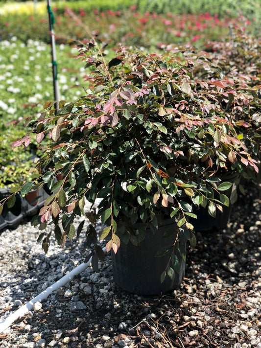 Live Plant - Zhuzhou Loropetalum (Chinese Fringe) - Live Plant - 3 Gallon Pot