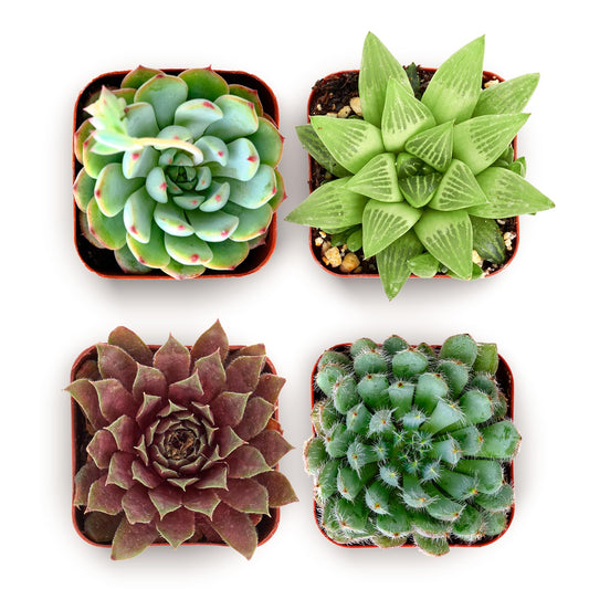 Shop Succulents Echeveria & Rosette Live Succulent Variety Pack – Fully Rooted 2" Potted Plants for Gifts, Favors, DIY Projects, Terrariums, Home Décor, and Garden Arrangements, 4 Pack