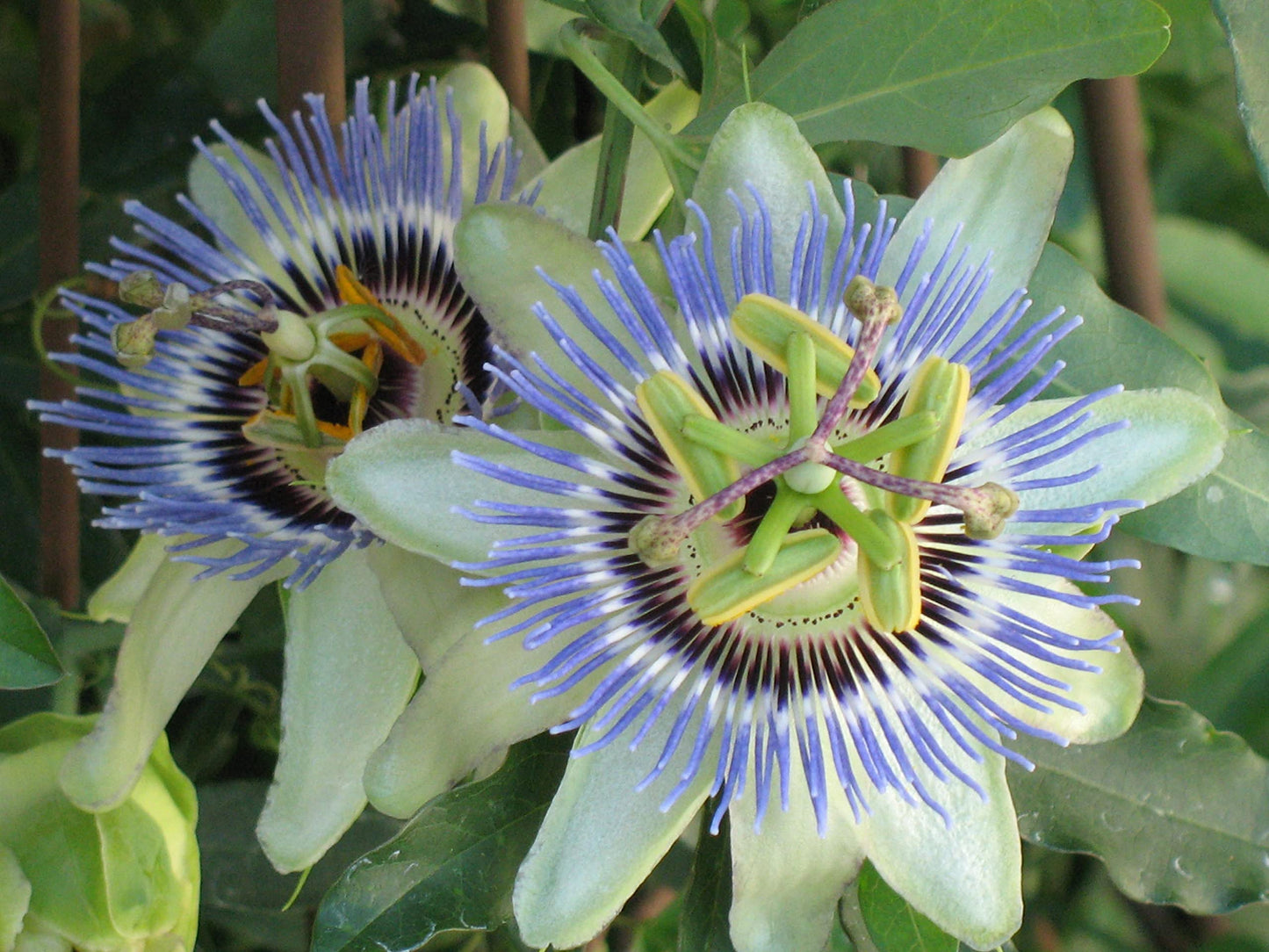 Passion Fruit Plant - 5 Live Plants in 4 Inch Growers Pots - Edible Fruit Bearing Vine for The Patio and Garden