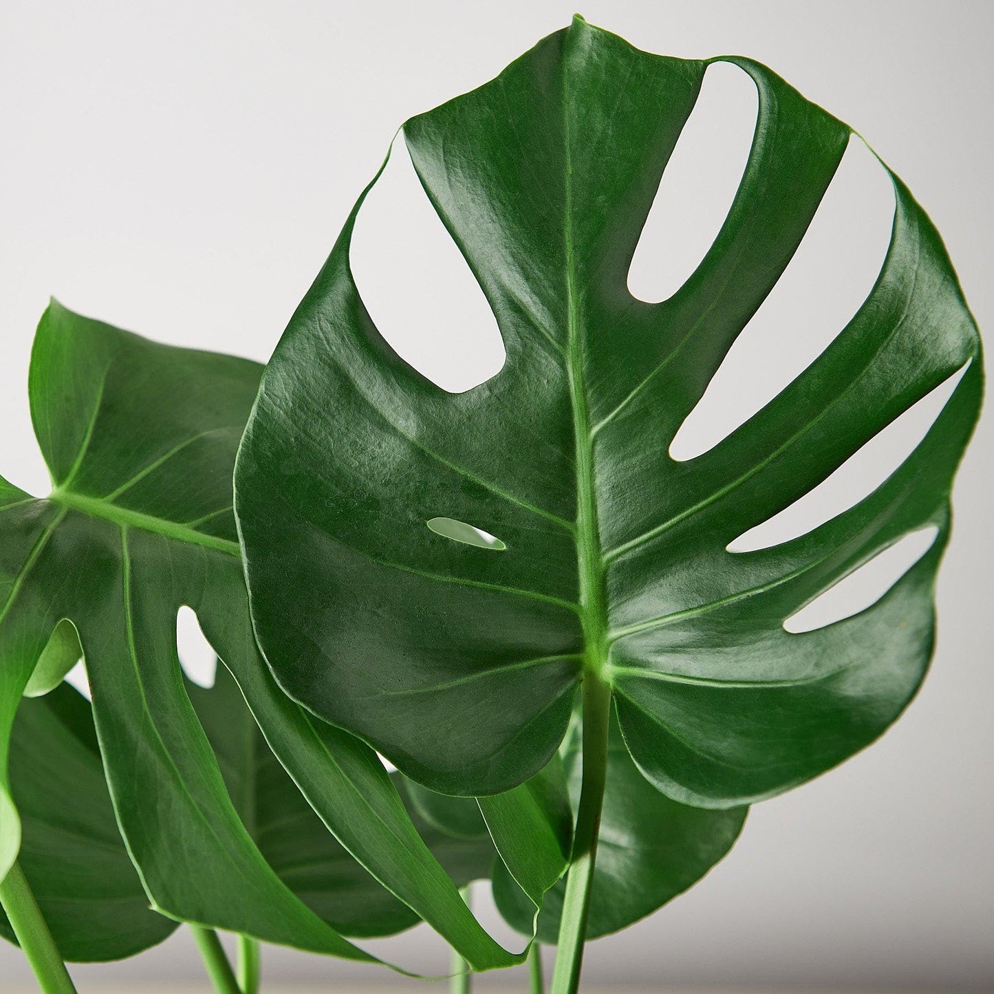 10 Pack Philodendron Monstera Split-Leaf in 6in Pot - Live Plants Tropical Houseplants | Variegated | USA Growers | The Snobby Leaf