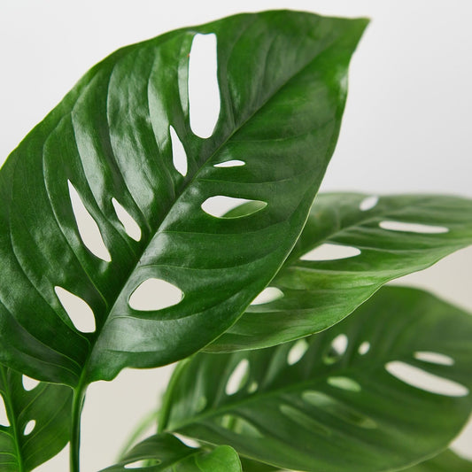 Monstera Adansonii 'Swiss Cheese' | Live Plant for Indoor & Outdoor | for Living Room, Office, Bathroom | (6" Pot, White Cylinder)