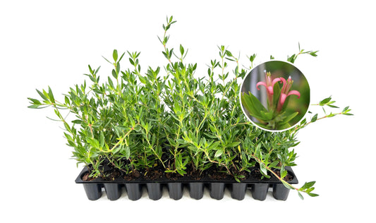 Beach Creeper | 30 Live Plants | Ernodea Littoralis | Coastal Ground Cover | Salt Tolerant | Low Maintenance | Drought Resistant | Fast Growing | Ideal for Sandy Soils | Tropical Landscaping