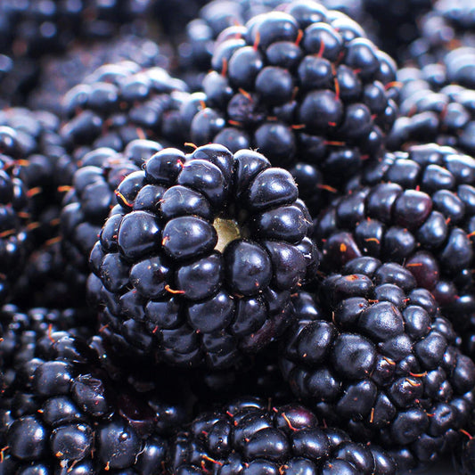 KVITER 600 Giant Thornless BlackBerry Seeds (Rubus Fruticosus) – Triple Crown BlackBerry Bush Seed, Huge & Sweet Organic Fruit Berries – Blackberries Heirloom Seeds for Outdoor Garden & Containers