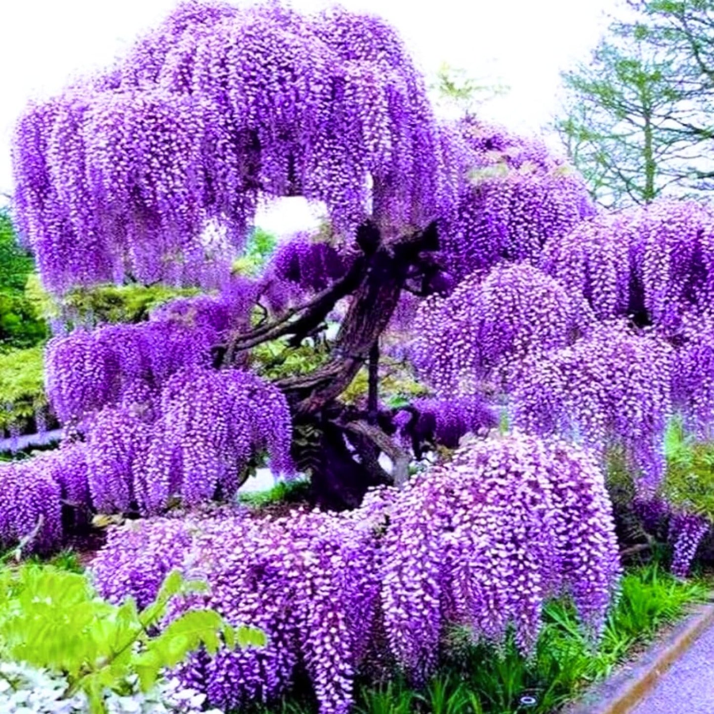 2 Purple Wisteria Trees Live Plants, Purple Wisteria Plant Live 6 to 12 Inch Height, in Pots, Wisteria Vine Live Plant, Fragrant Wisteria Flowers Ready to Grow Indoors Outdoors