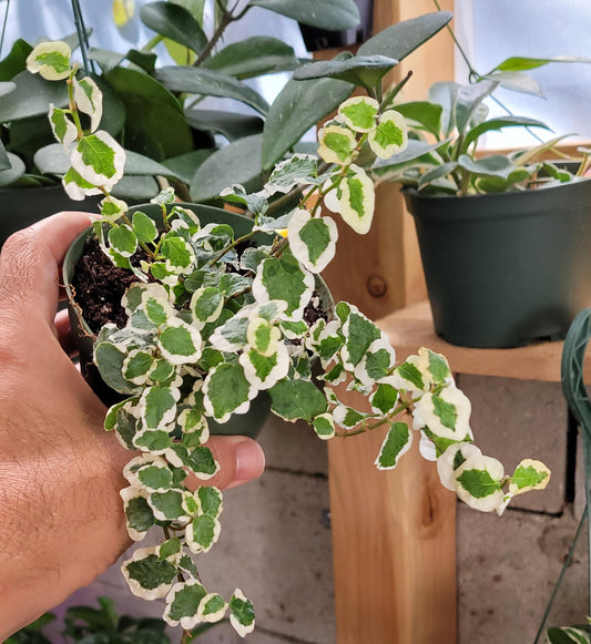 Creeping Fig Bellus Variegated - Live Plant in 4" Pot Terrarium Plant | Prolific Climber | California Seller