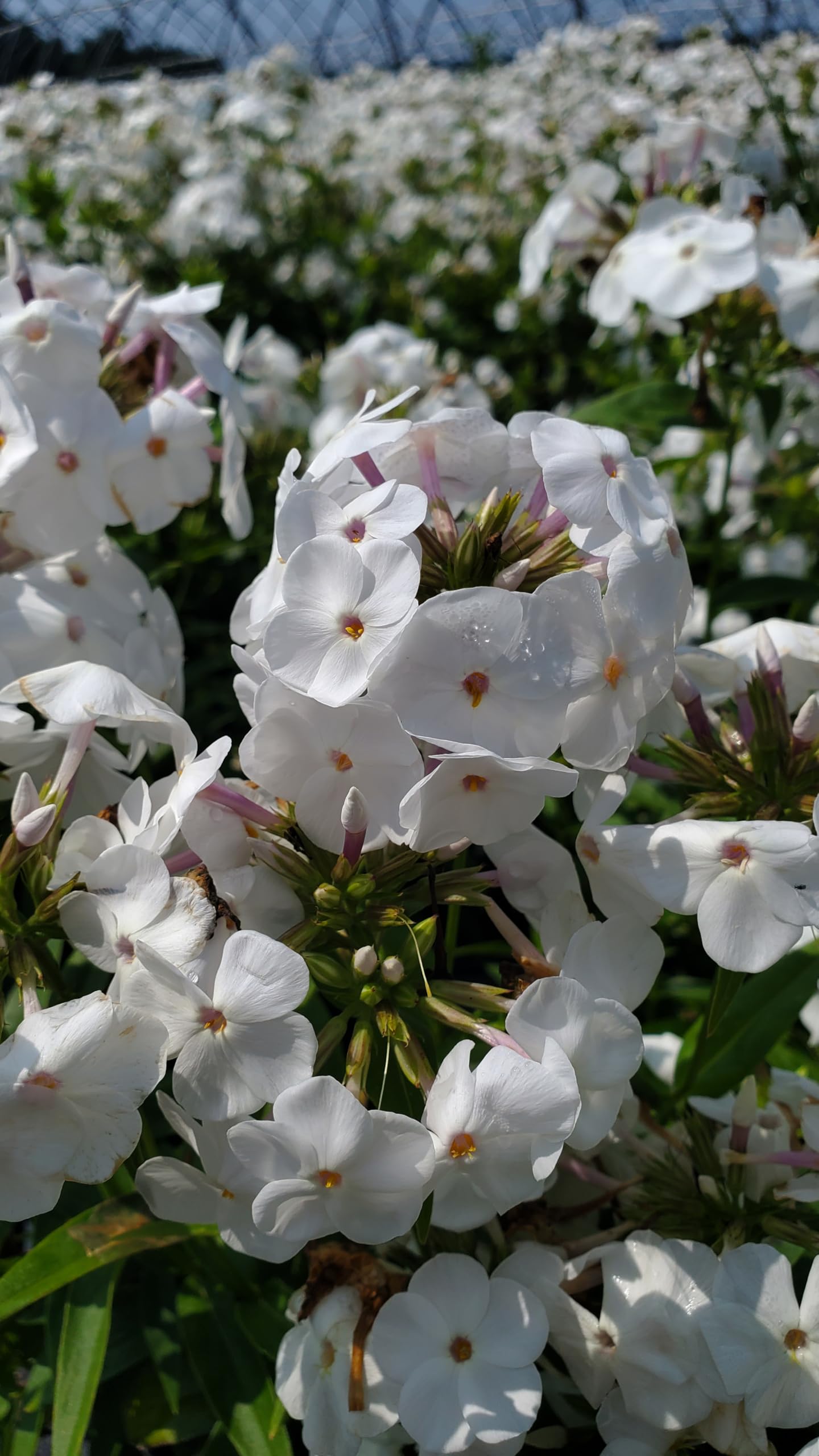 Live Plant from Green Promise Farms - Proven Winners, Phlox x 'Opening Act White' Garden Phlox, White Flowers - #1 Gallon Size Container