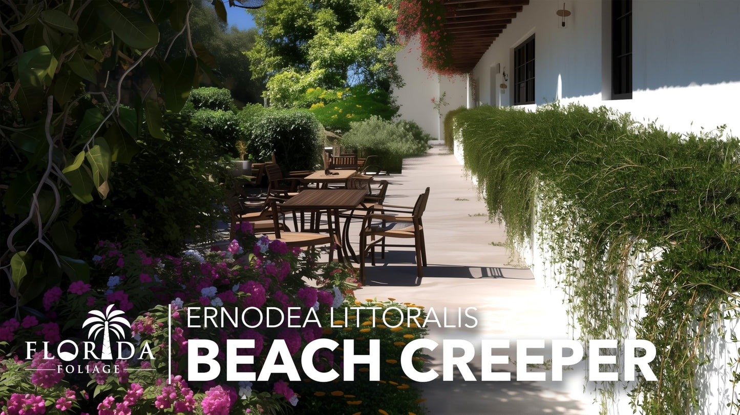 Beach Creeper | 30 Live Plants | Ernodea Littoralis | Coastal Ground Cover | Salt Tolerant | Low Maintenance | Drought Resistant | Fast Growing | Ideal for Sandy Soils | Tropical Landscaping