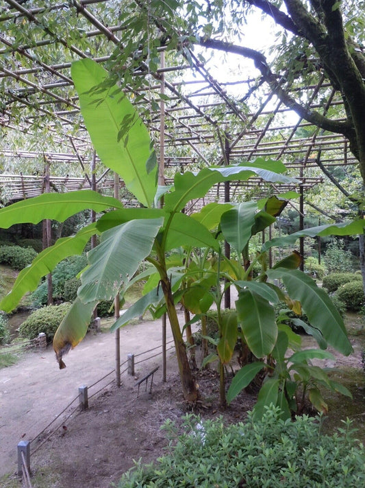 Live Plant - Musa - Basjoo Banana - Banana Tree - Cold Hardy Variety to 10 °F - 8 to 10" Tall