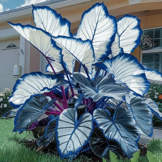 EDRHTJG Giant Foliage-Elephant Ear-Alocasia for Outdoor Garden Corner Beautification-Spring to Fall-Natural Multicolored Leaves (6)