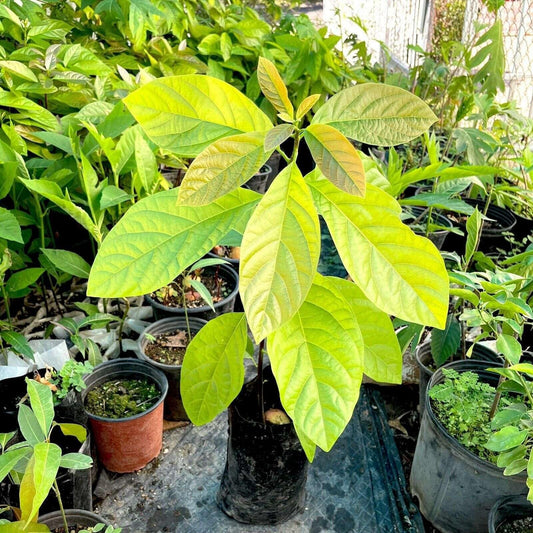 Live Plant - Avocado Long Neck (Persea Americana) Tropical Big Fruit Tree 2′-3′ Feet
