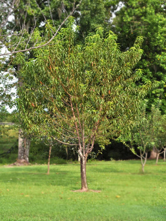 American Plant Exchange Flordaking Peach Tree, Live Large 5-Gallon Pot, Pink Blossoms, Large Firm Peaches, Yellow with Red Blush, Clingstone, Self-Pollinating, Sweet Fruit for Fresh Eating or Desserts