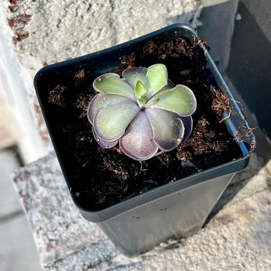 Live Pinguicula cyclosecta – Rare Violet-Toned Mexican Butterwort, Rosette-Forming Carnivorous Plant, Easy to Grow. Succulent-Like Carnivore Plant.