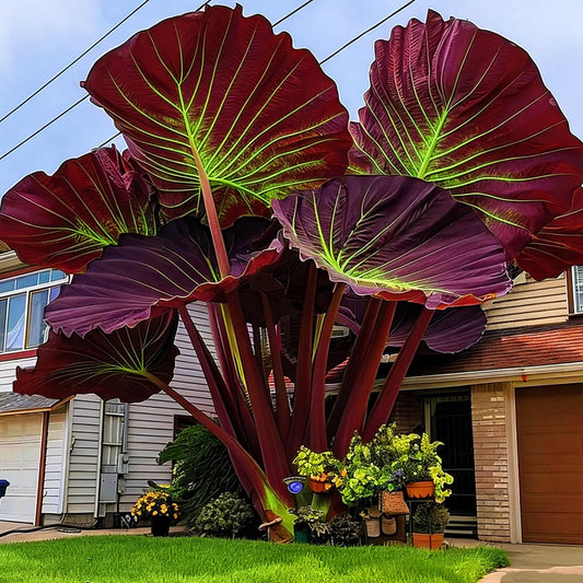 BGNIORT Elephant Ear for Planting/Elephant Ear Vibrant Colors，Landscape Design for Outdoor Gardens and Balconies (8)