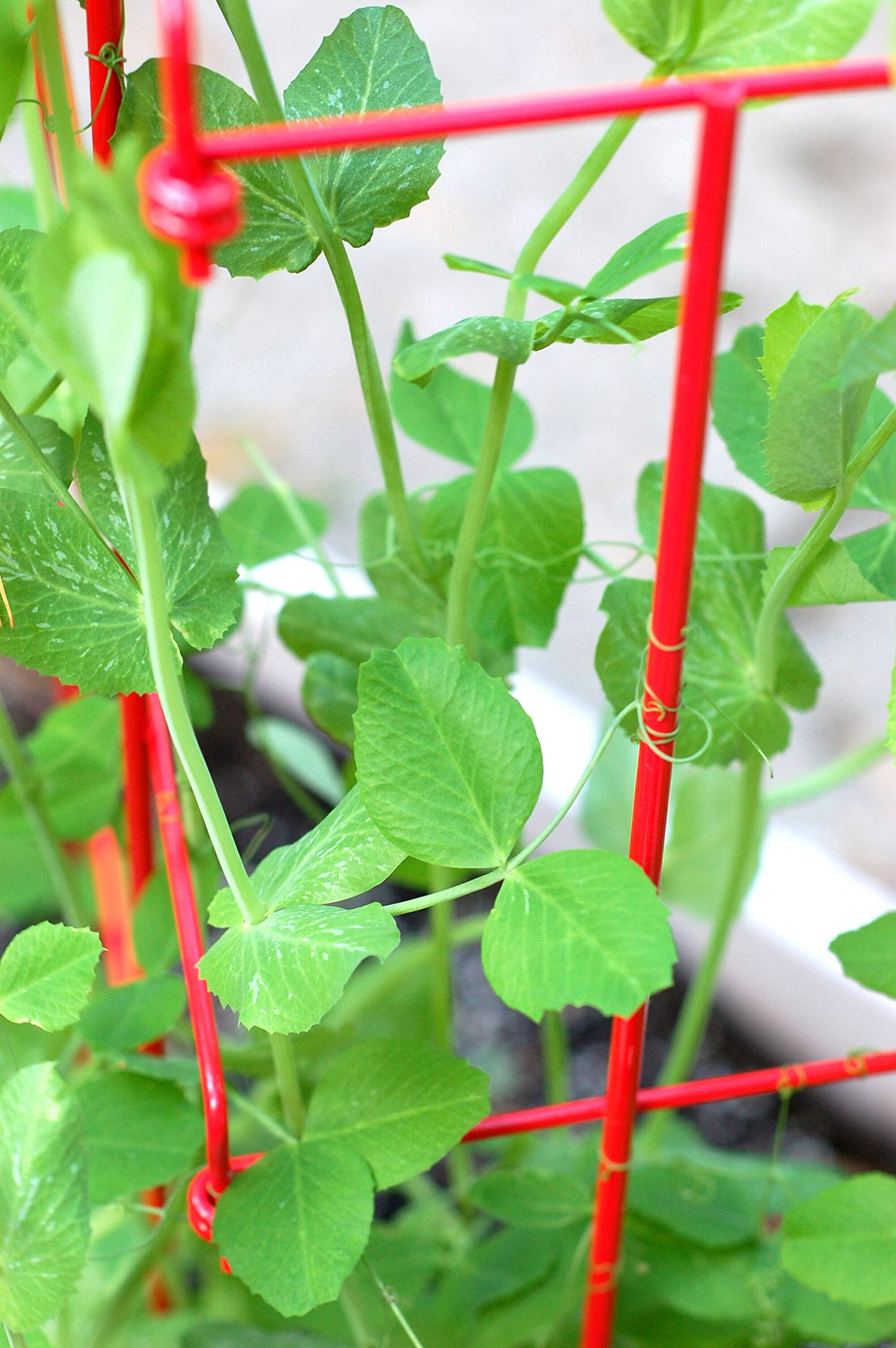 Gardeners Supply Company Sturdy Expandable Tall Pea Trellis for Climbing Plants | Multi-Use Heavy Duty Outdoor Garden Peas, Tomato, Cucumber Steel Plant Support | 9'-8" L x 37" H - Red
