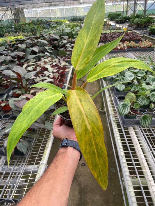 Philodendron 'Orange Marmalade' | Live Plant for Indoor & Outdoor | for Living Room, Office, Bathroom | (4" Pot)