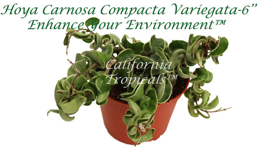 Rare Hoya Carnosa 'Compacta Variegata' - Hindu Rope - 6'' from California Tropicals