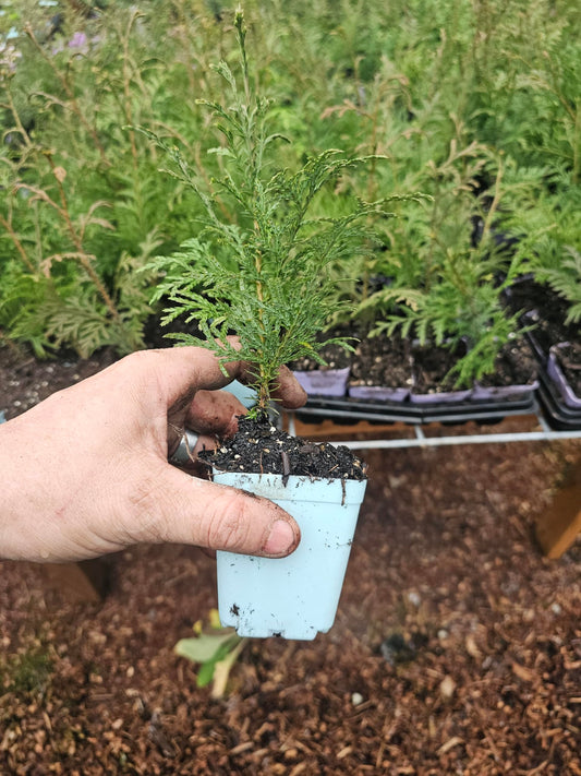 4pack Live red Cedar Tree Hybrid Seedling as Shown, Growing in 3" Pot from Fairy Garden Farms on the Beautiful Oregon Coast