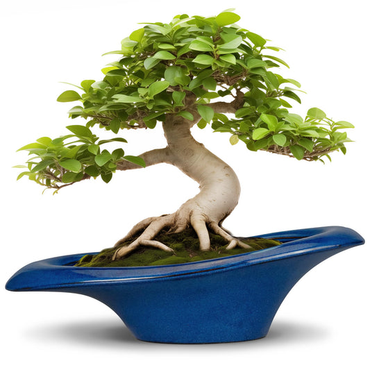 Teagas Bonsai Tree Pot 18 Inch - Ceramic Succulent Pots Large Bonsai Planter for Indoor Outdoor Plants Decorative Plant Pot with Drainage Hole Flower Pot for Home Garden Room Decor Blue