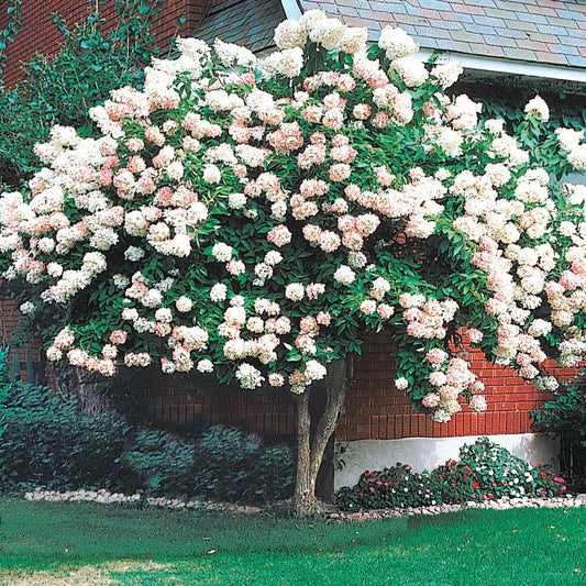 Live Plant - PG (Pee Gee) Hydrangea Shrub/Bush - 12" Tall Seedling - Live Plant - 4" Pot