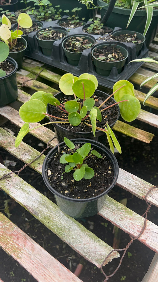 Chinese Money Plant in 5" Pot – (Pilea peperomioides) Live Indoor Houseplant | Easy Care, Low Maintenance, Air Purifying Plants | Feng Shui Good Luck Plants for Home, Office & Gifts